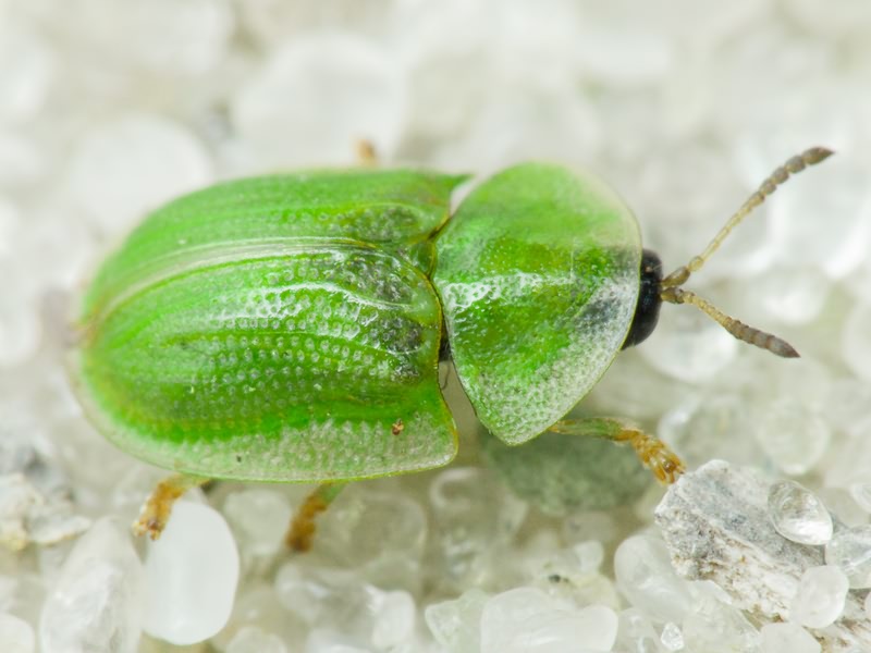Cassida (Cassida) prasina Illiger, 1798